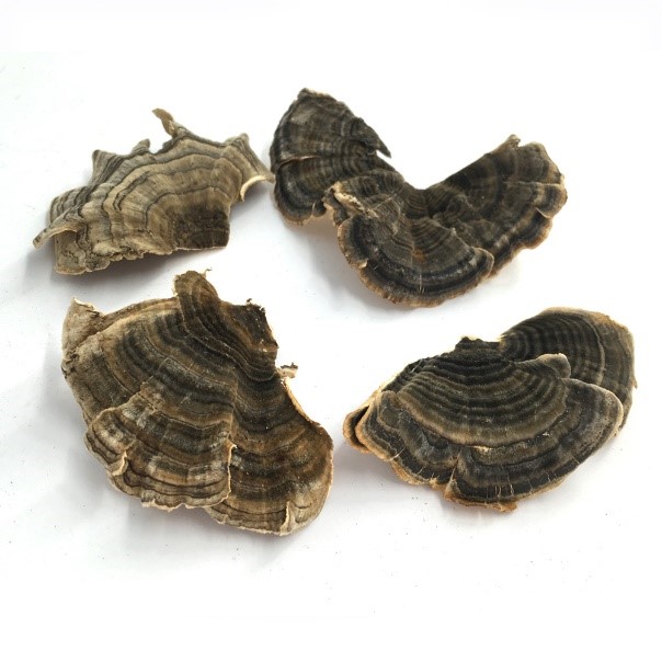 Dried turkey tail mushroom.jpg